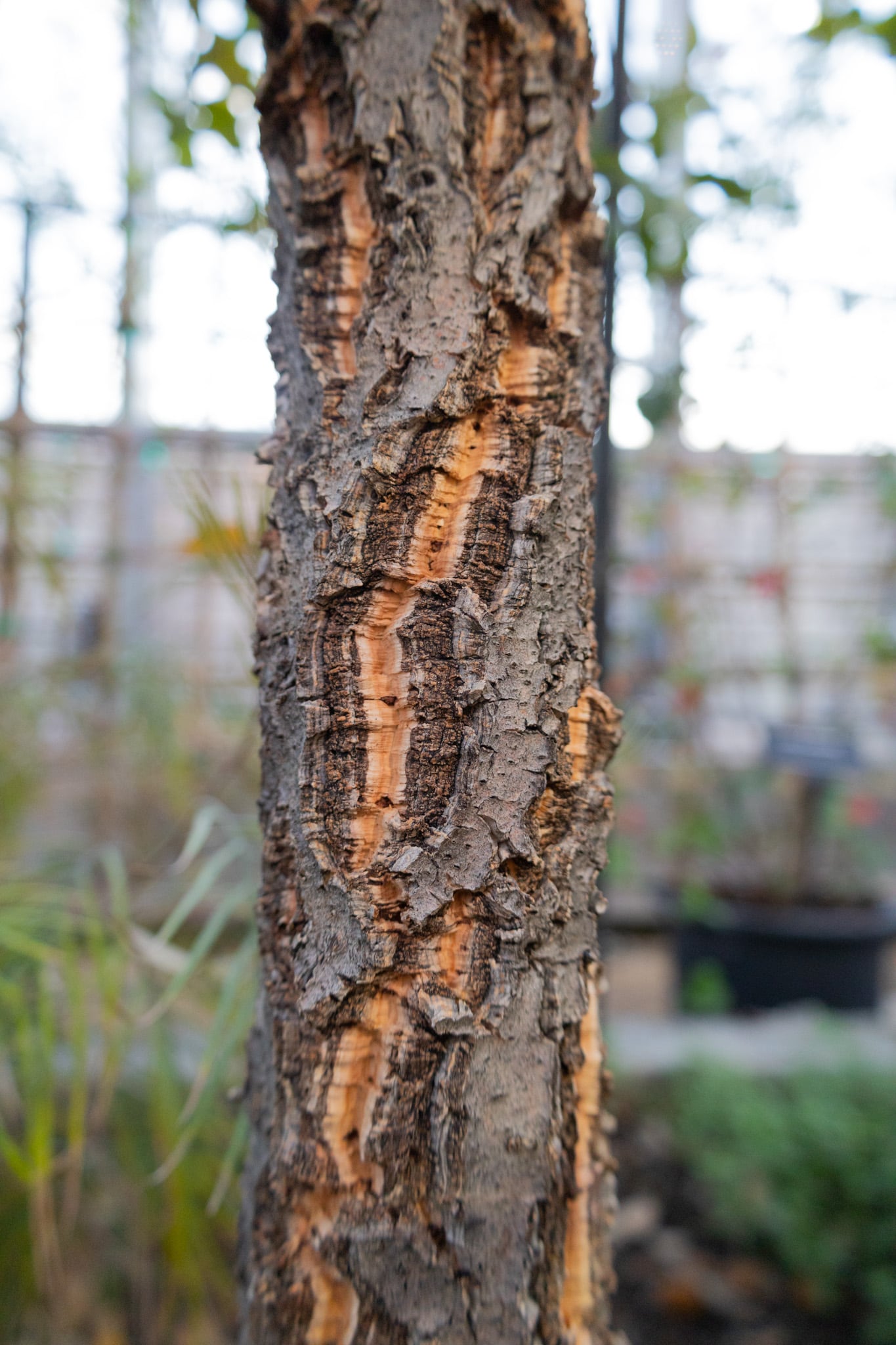 Cork oak bark